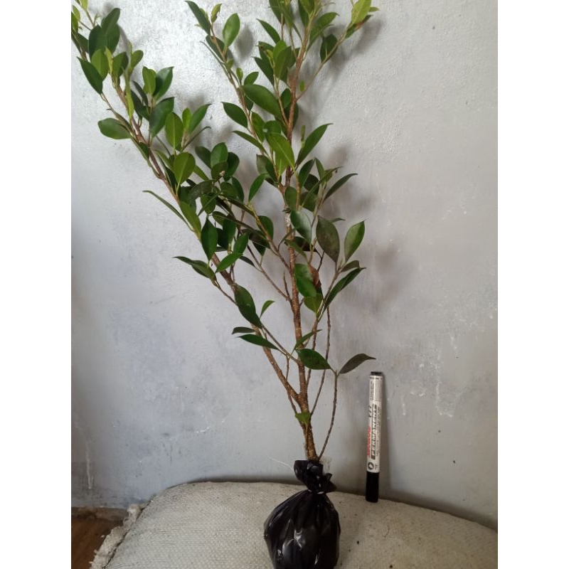 bonsai kimeng super bahan bonsai murah
