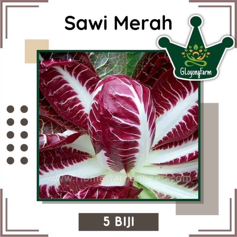 Benih Sawi Merah F1 Radichio Rogue Import - Benih Sayuran