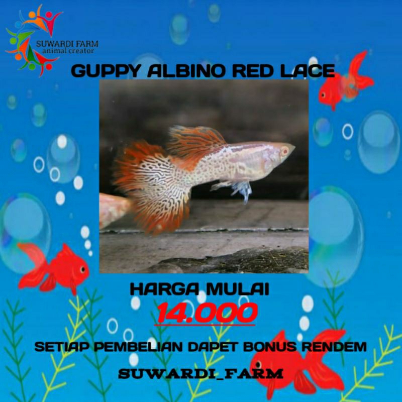 Harga Guppy Albino Red Lace Terbaru Agustus 2023 |Biggo Indonesia