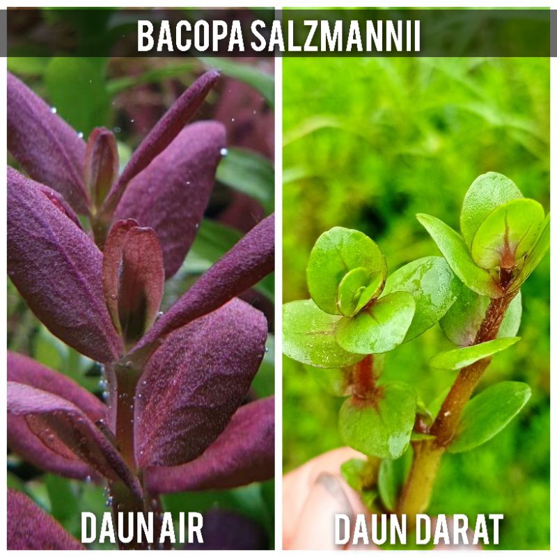 bacopa salzmannii tanaman aquascape