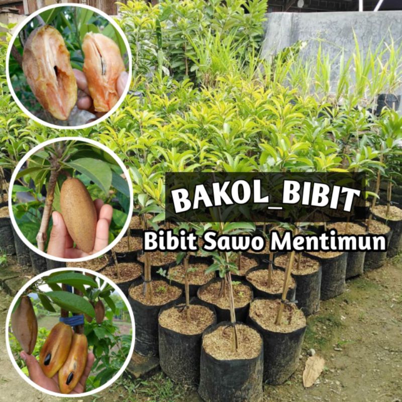 

bibit sawo mentimun hasil okulasi cepat berbuah