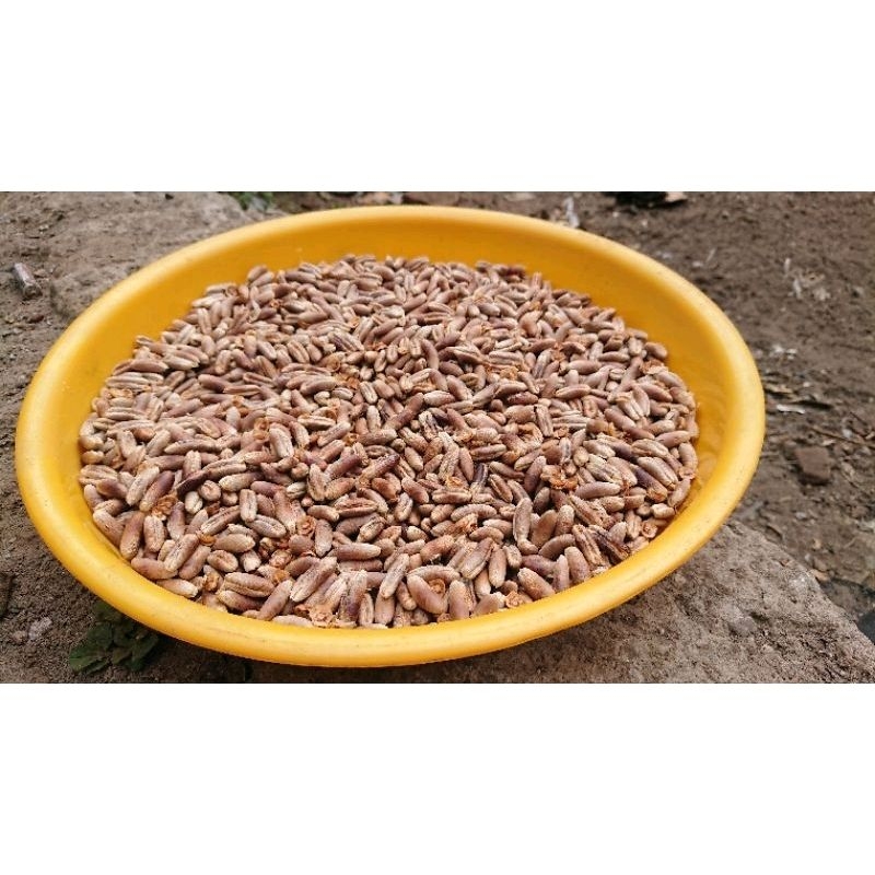 Biji Kurma 1 Kg