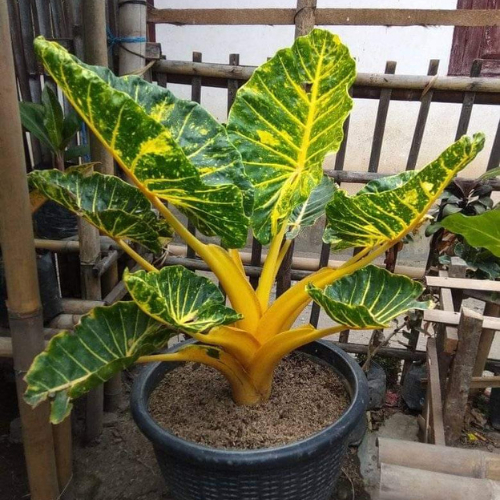 Anakan Sente Golden / Alocasia New Guinea Gold