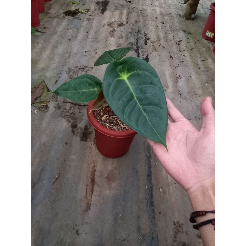 anthurium veitchii x forgetii