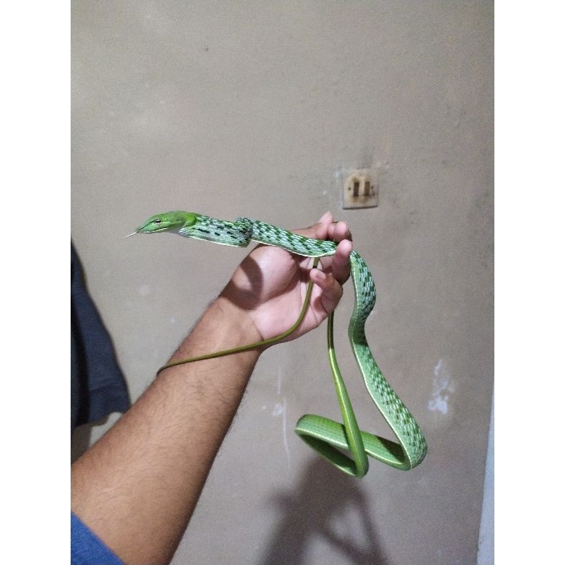 Ahaetulla prasina / ular pucuk