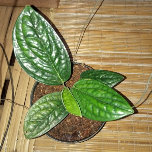 Tanaman hias/pohon hias hidup  sri badak