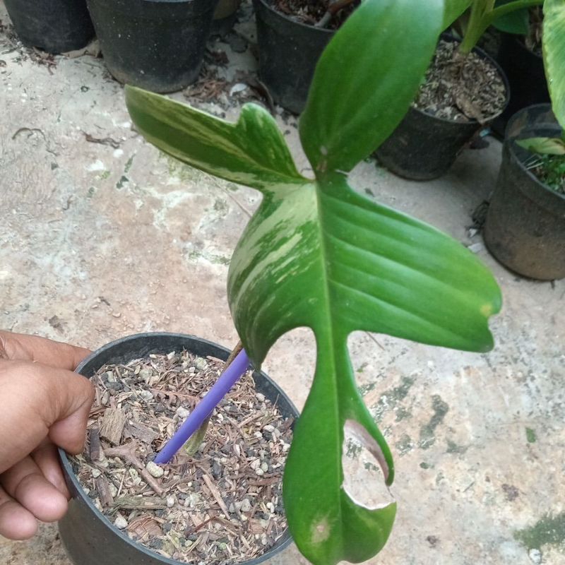 flobe varigata
