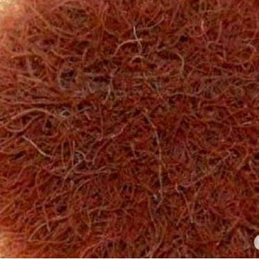 Cacing Sutra/Casut/cacing sutera hidup pakan ikan burayak cupang