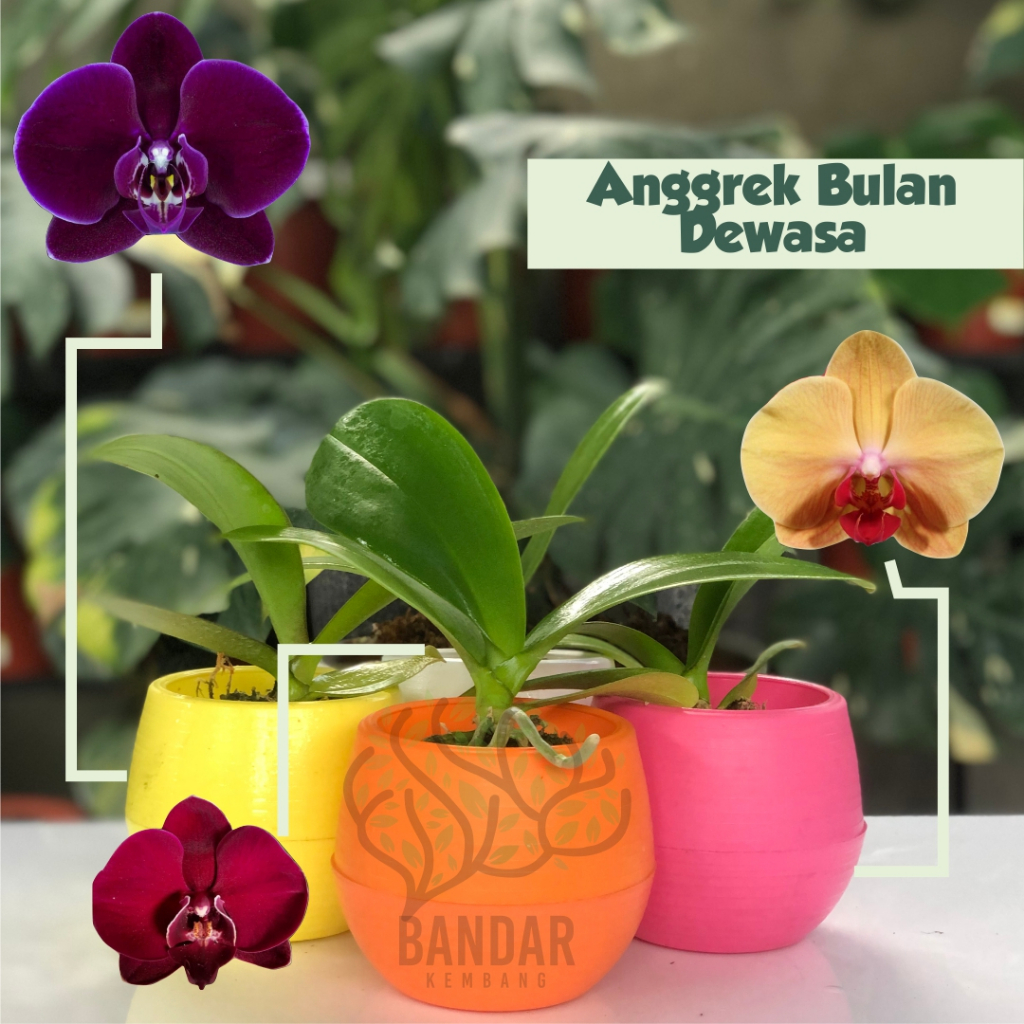 Anggrek Bulan Remaja Import Bunga Novelty Murah Bibit Anggrek Bulan Bunga Tanaman Hias