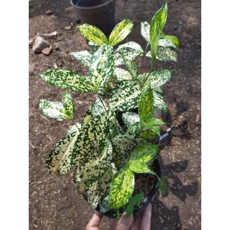 tanaman dracena florida hijau berbintik putih