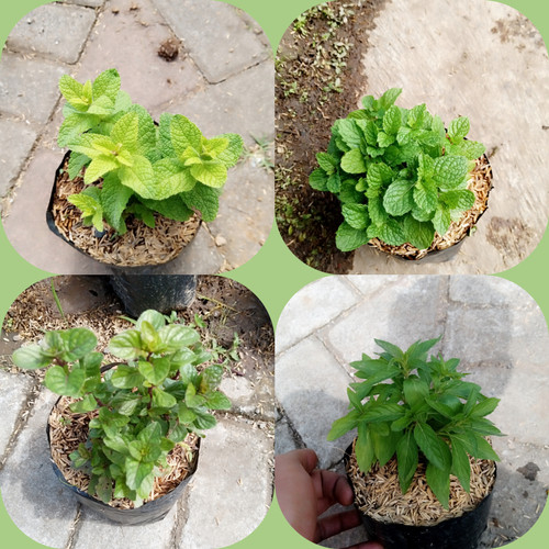 Paket Hemat 6 Jenis Tanaman Daun Mint