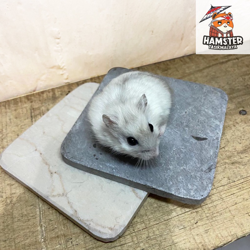 COOLING PAD HAMSTER / PENDINGIN HAMSTER SIZE 10x10 BY HAMSTER TASIK