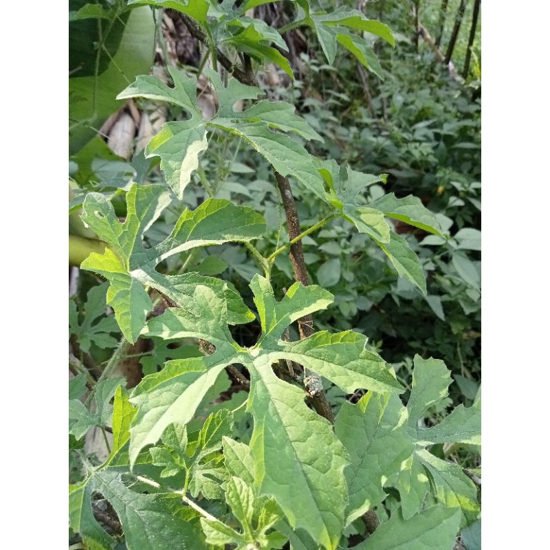 

Daun pare hutan fres 500 gr