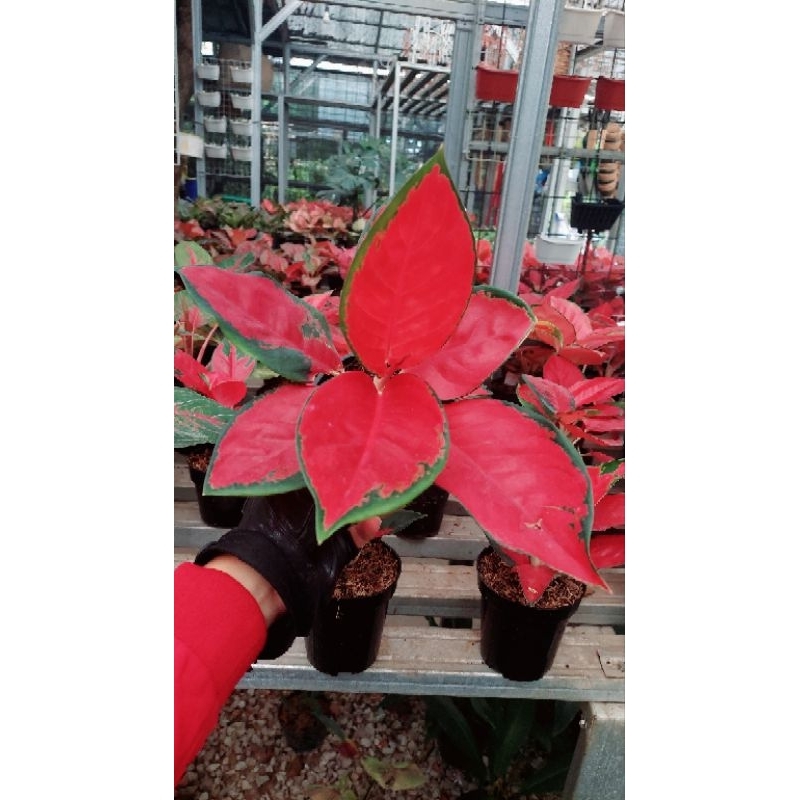 Aglaonema suksom super
