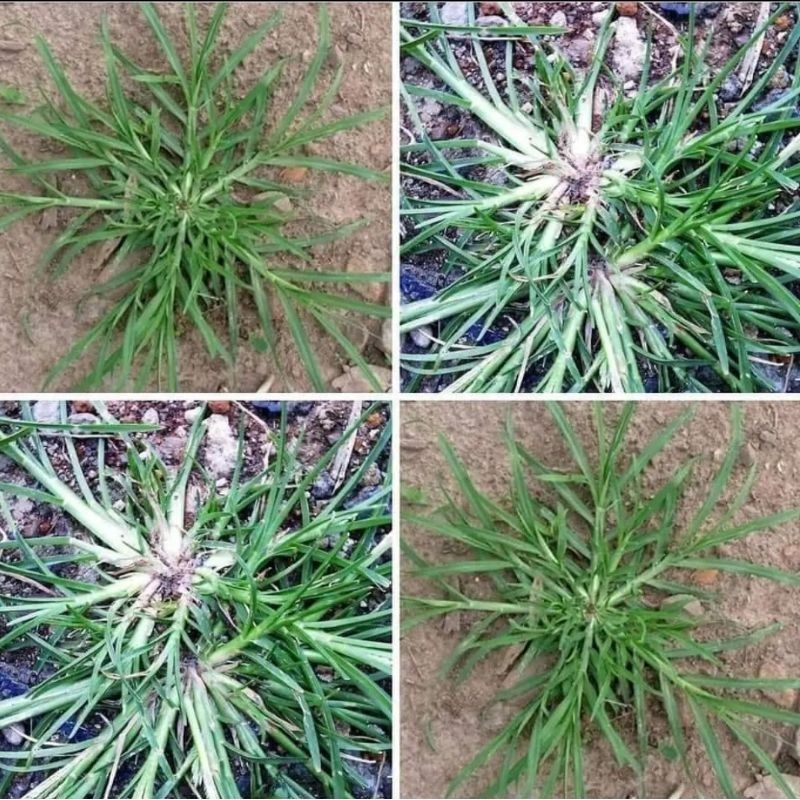 

jual rumput belulang prest 500 gram