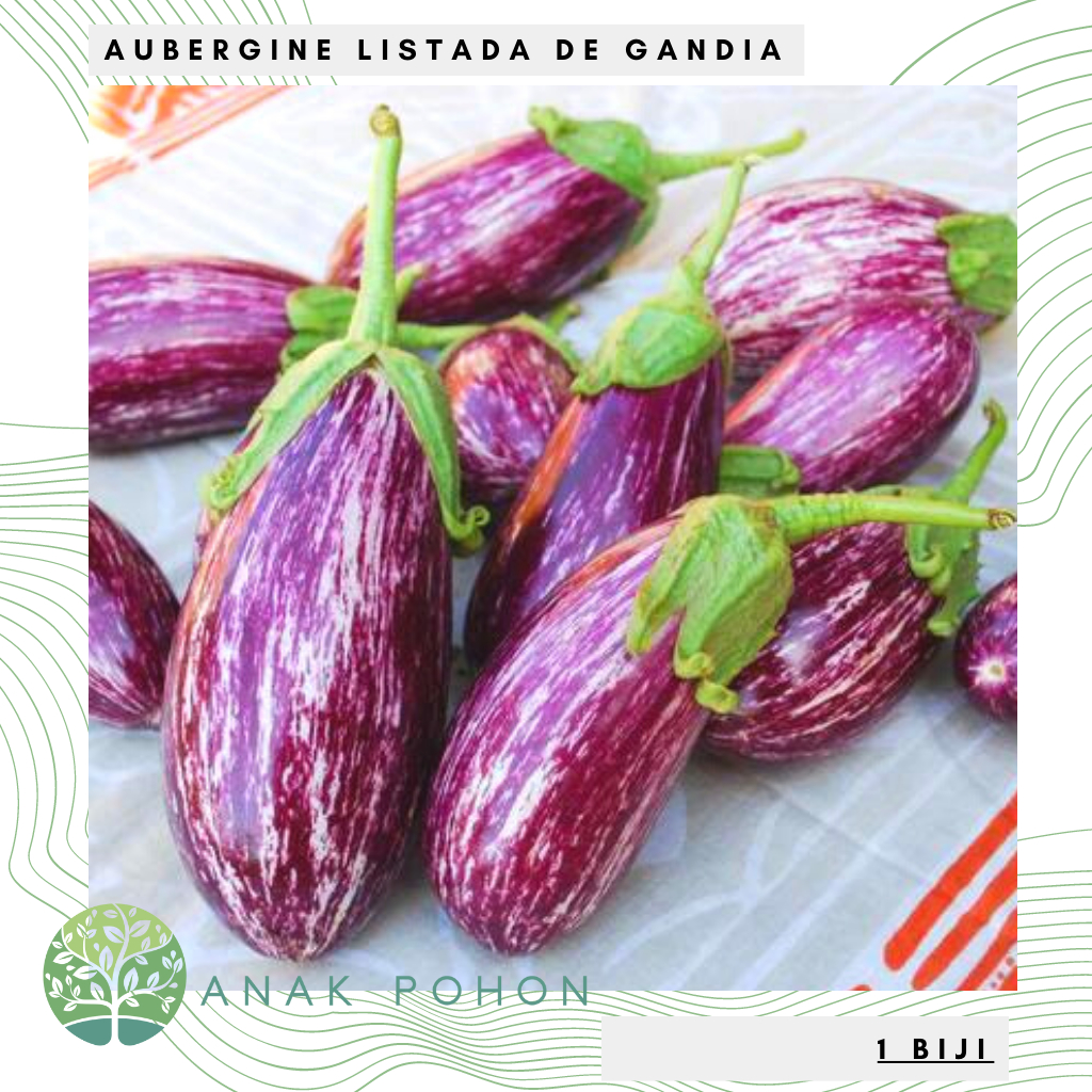 Benih Bibit Biji - Aubergine Listada De Gandia Terong Ungu Bergaris Putih Seeds - IMPORT