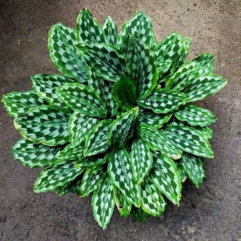 Tanaman Hias Calathea Merak / Calathea Bulu Merak