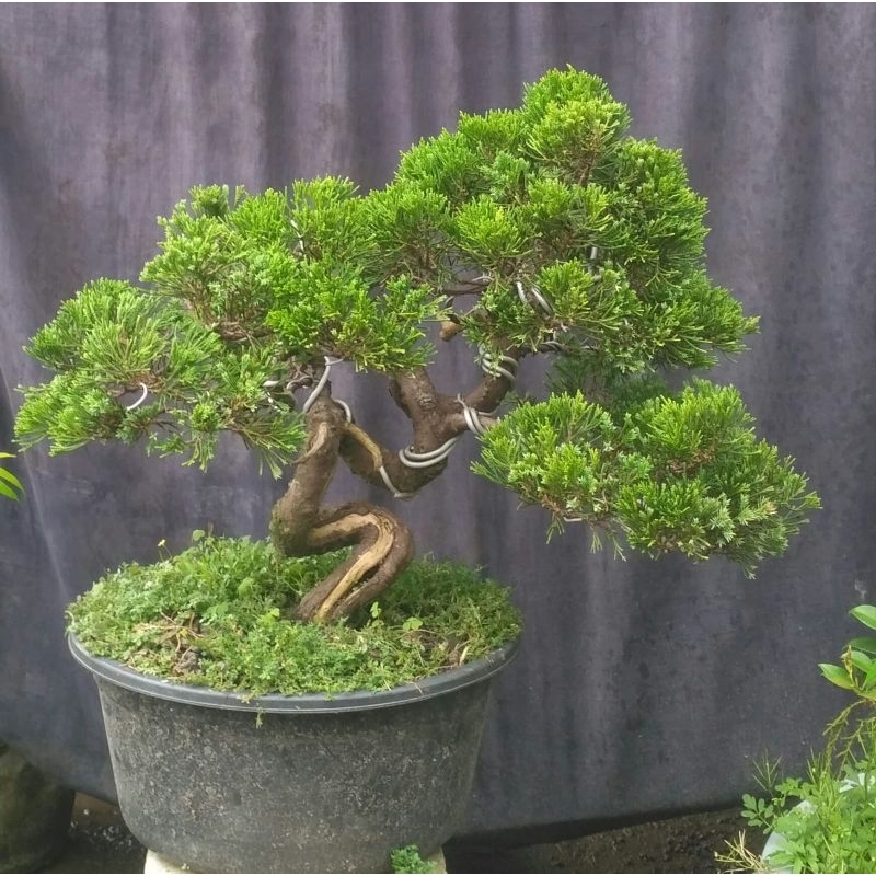 bonsai cemara sinensis