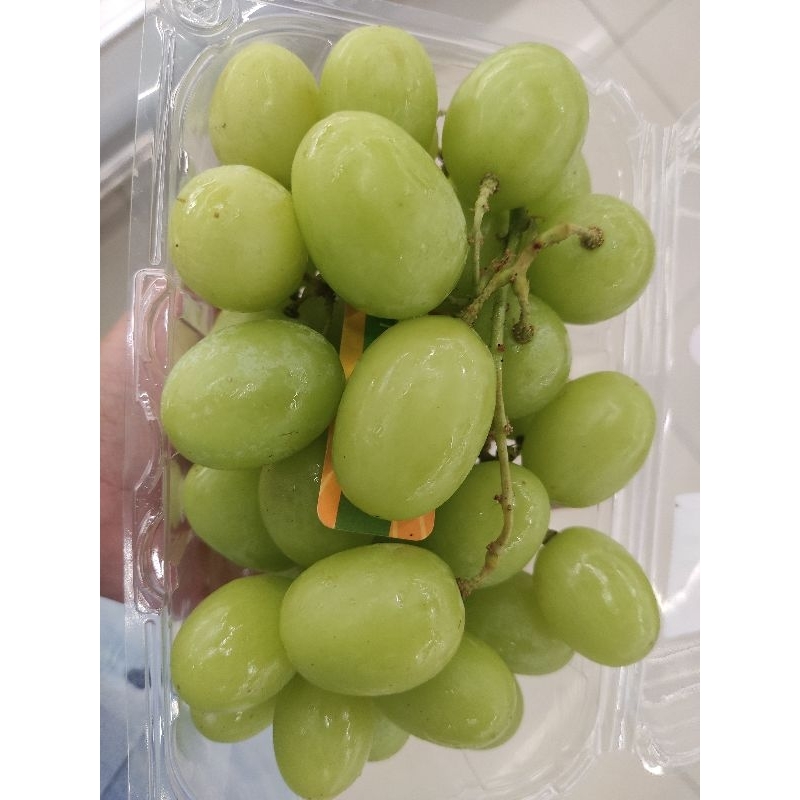 

Anggur Green Princess Garing Manis 1 Pack