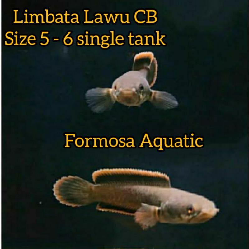 Limbata lawu Cb size 5-6 single Tank