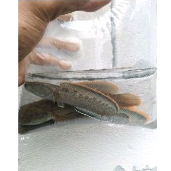 Limbata wc 8-20cm bergaransi