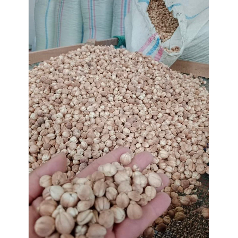 

grosir kapulaga jawa