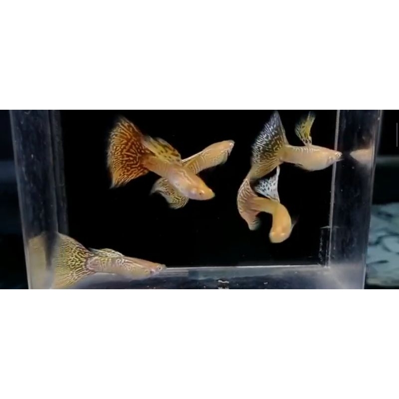 ALBINO YELLOW COBRA GUPPY