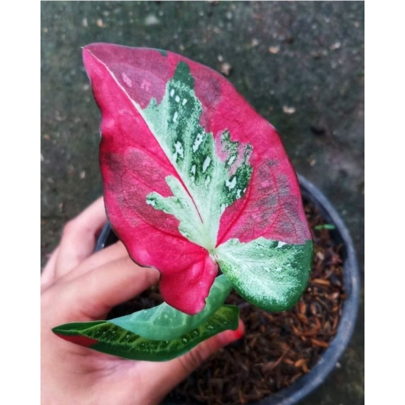 Keladi Shycol Tanaman Hias Keladi Caladium Shycol Keladi Cat Tumpah Anakan Murah