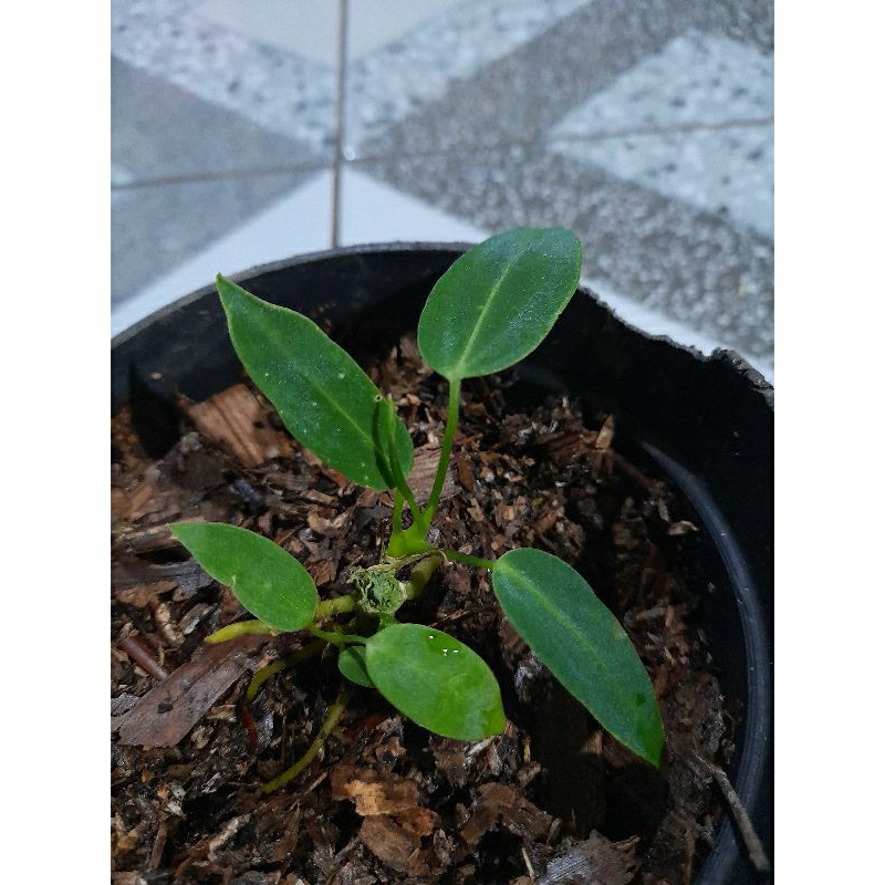 anthurium waroqueanum