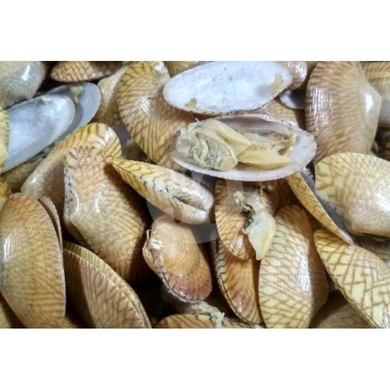 

HARGA PROMO Kerang Batik segar 1kg kerang Batik seafood