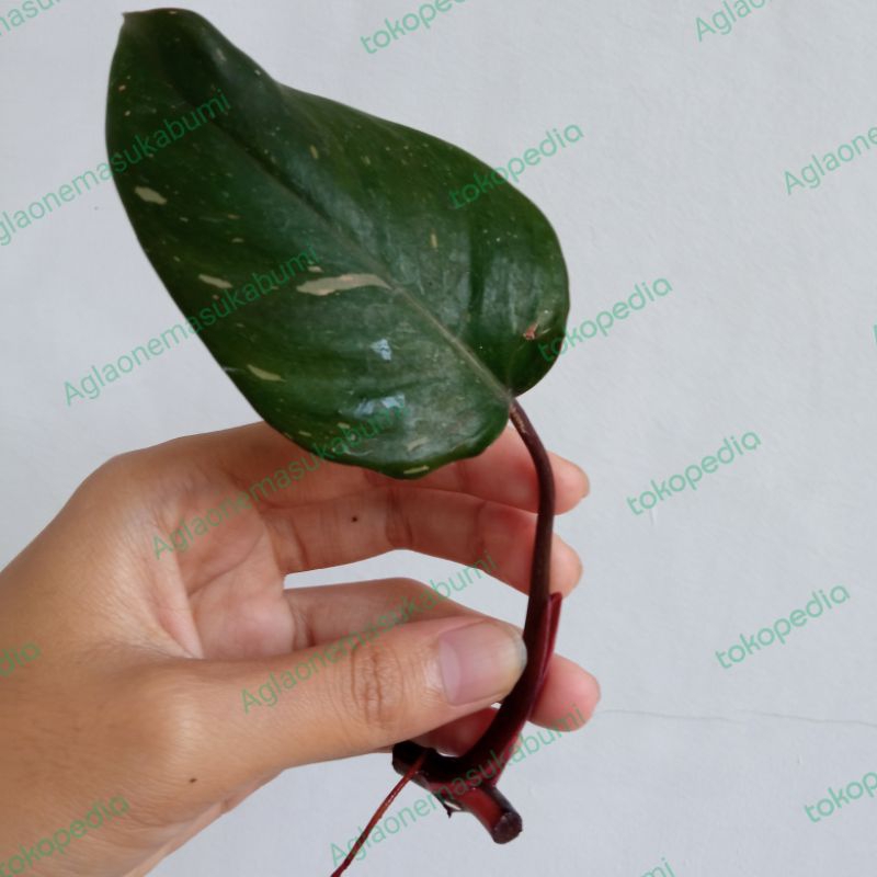 philodendron pink princess cutting