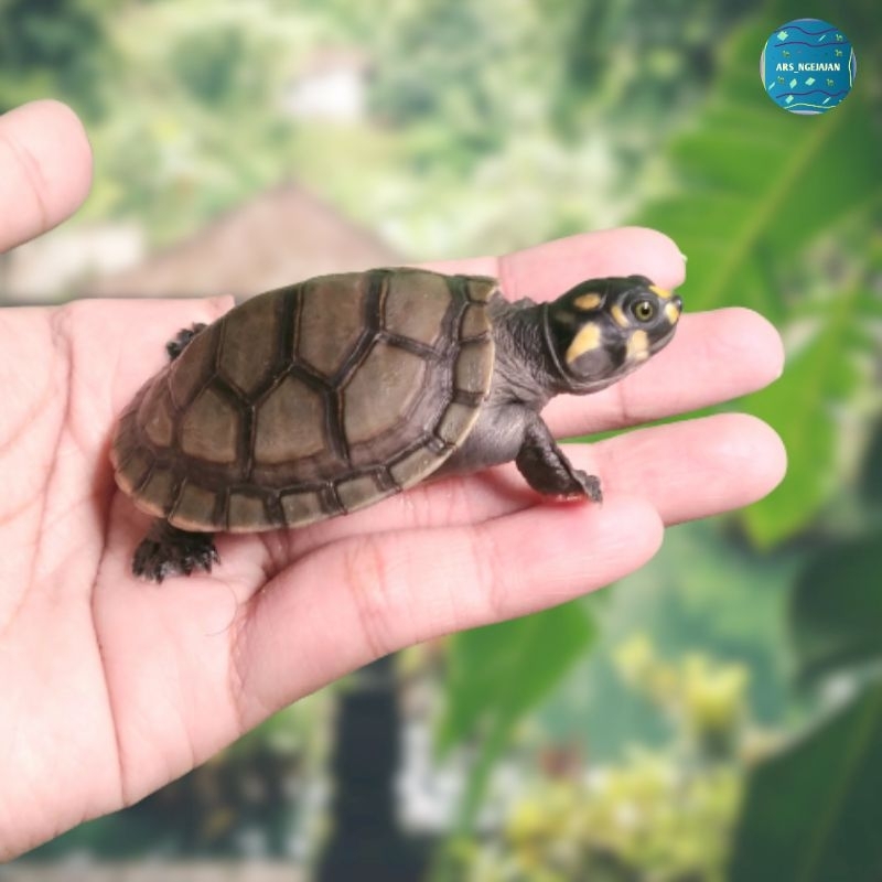Kura Kura Badut / Unifilis Turtle High