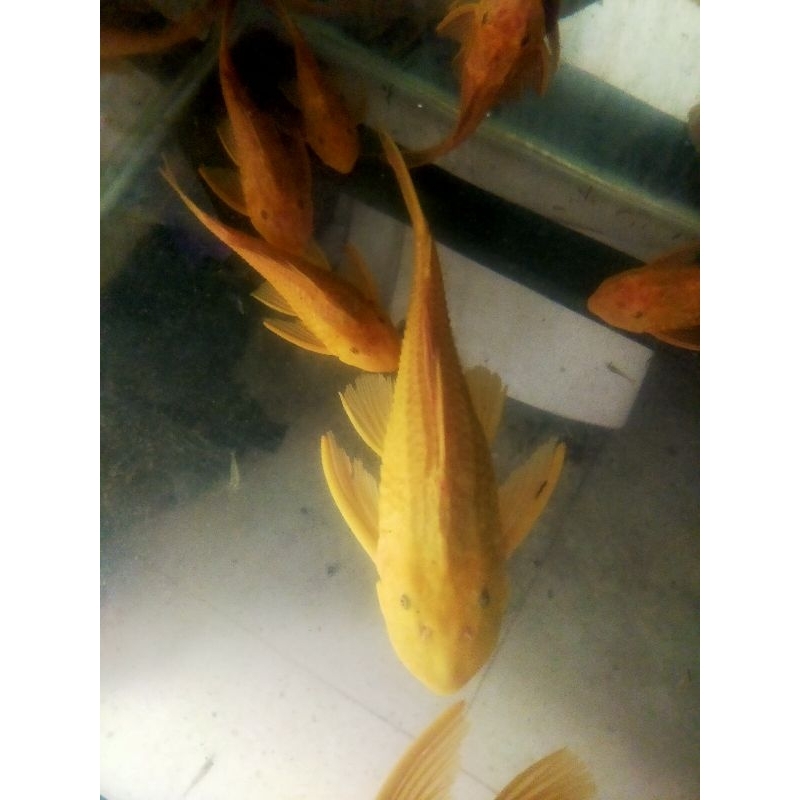 ikan sapu sapu albino jumbo 30-37 cm ikan sapu sapu albino jumbo mentega murah