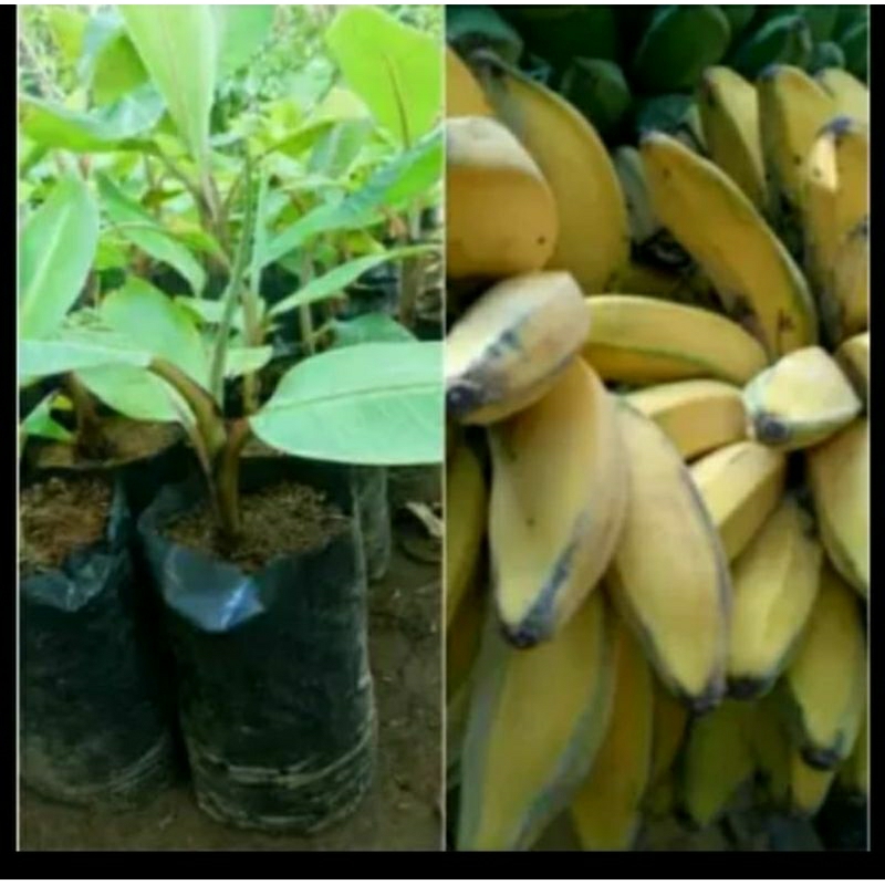 Bibit pisang kepok putih asli