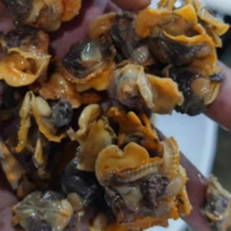 

Daging Kerang Dara segar 1kg seafood kerang