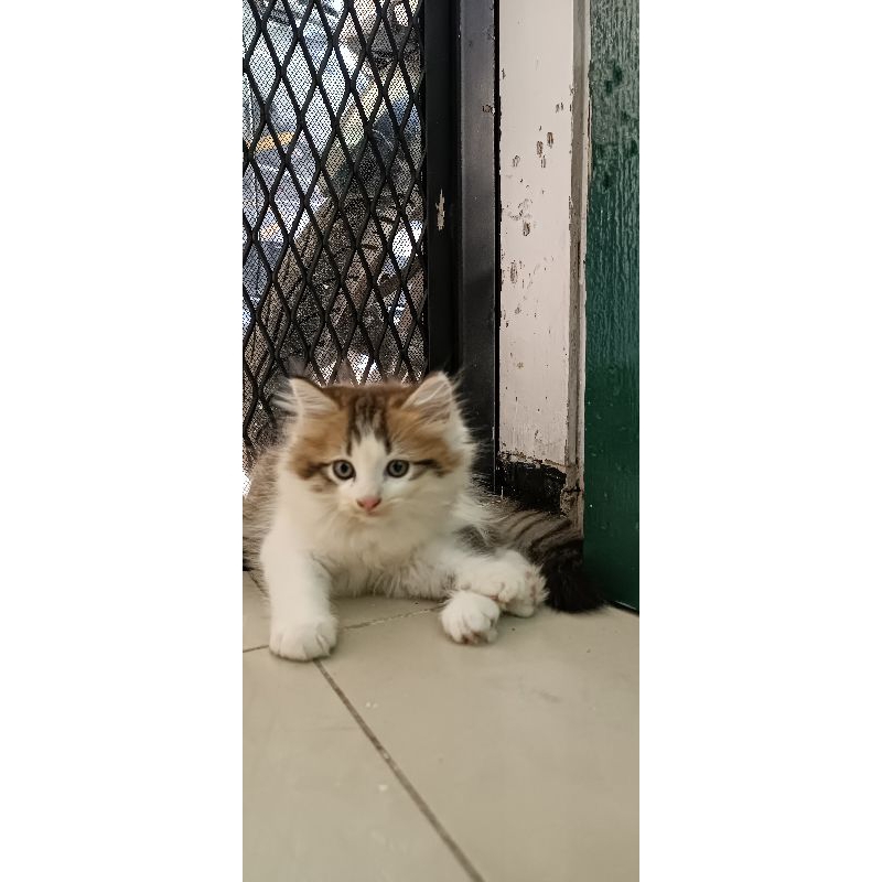 Adopsi Anak Kucing Persia