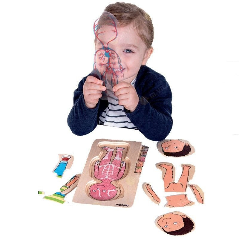 Human Body Puzzle Multilayer Anatomy Educational Wooden Puzzle Anak Montessori Puzzle Games