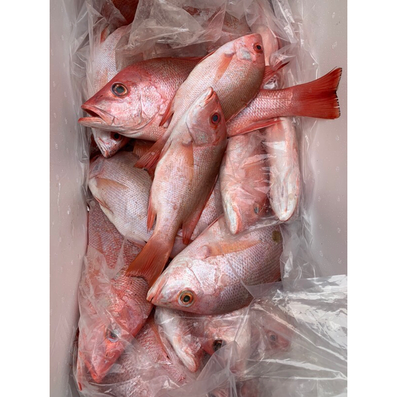 

Ikan Kakap Merah Papua Premium Segar / Fresh / 1 kg