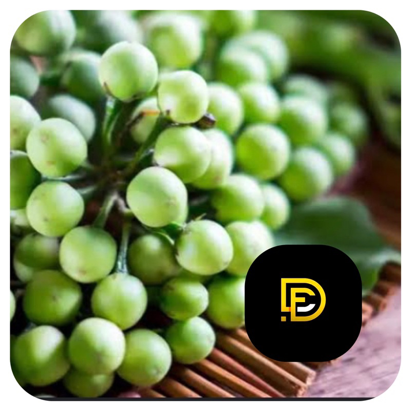 

Buah cepokak segar buah takokak segar 500 gram buah terong pipit-az