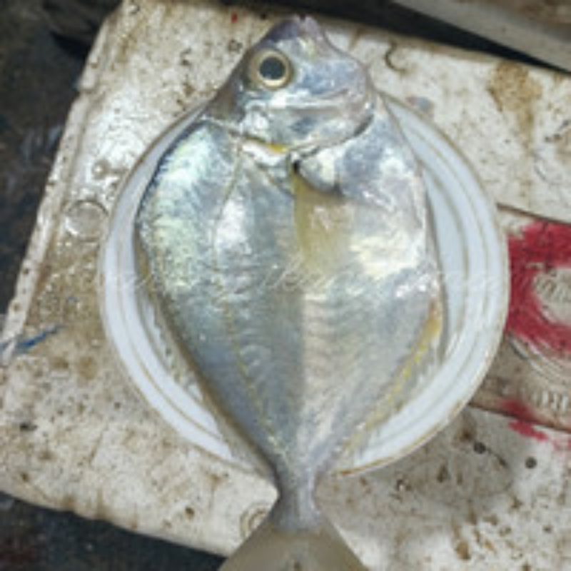 

ikan petek besar 1kg ikan pepetek ikan petek segar