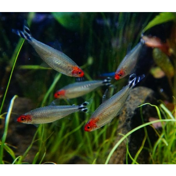 Red Nose Tetra / Rummy Nose Tetra / Ikan Hias Aquascape / Air Tawar