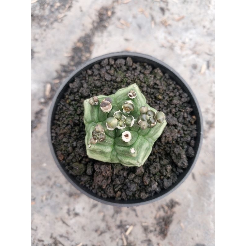 Gymnocalycium Kikko Transformer