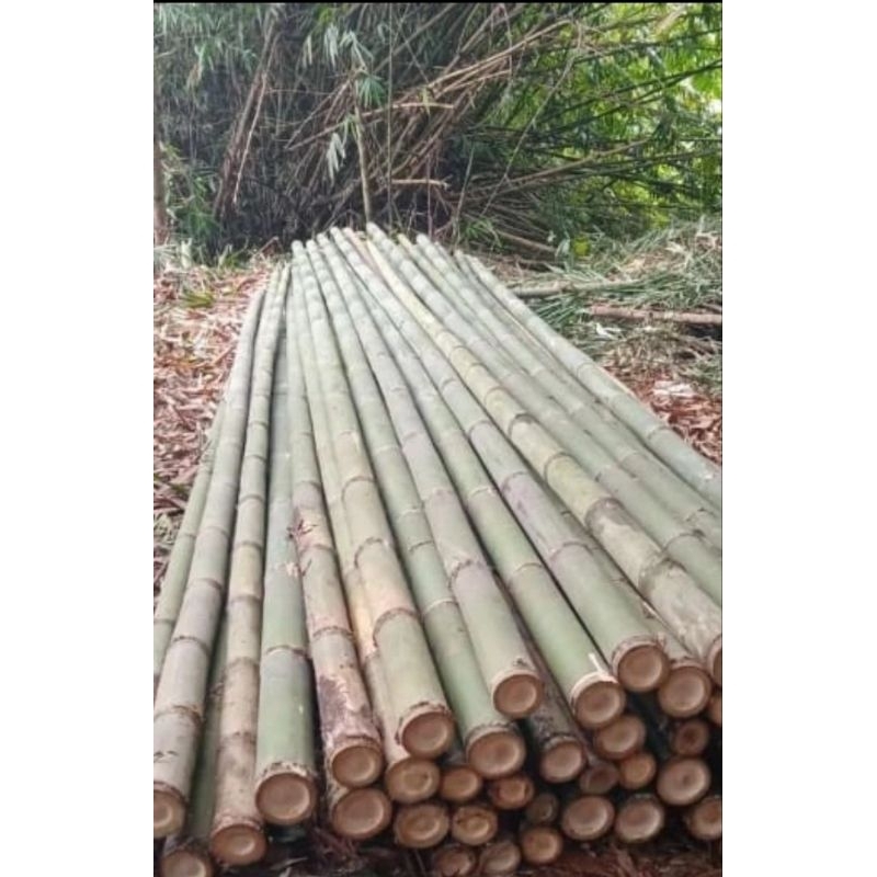 bambu steger (pengiriman armada toko)