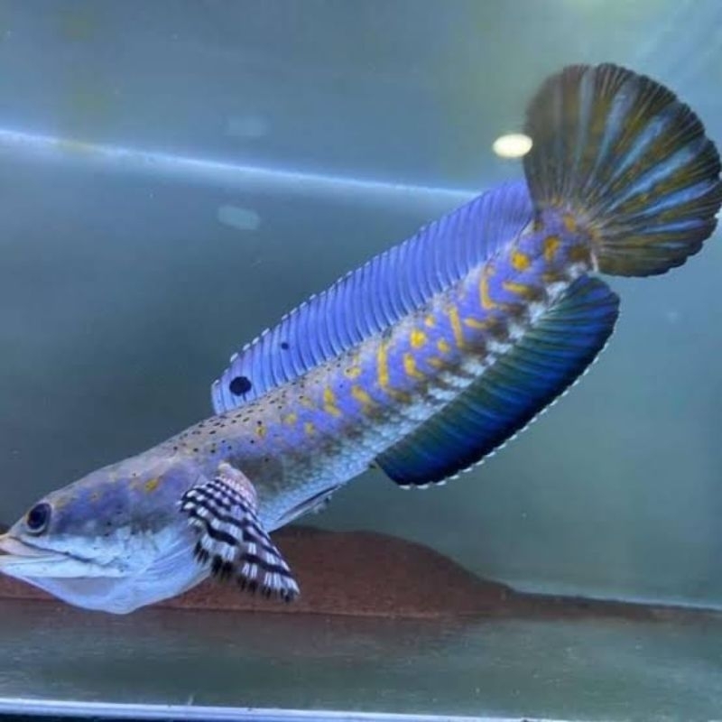 Blue pulchra idaman