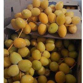 

PO 17 April Kurma muda BARHEE kuning 250gr dan buah zuriat