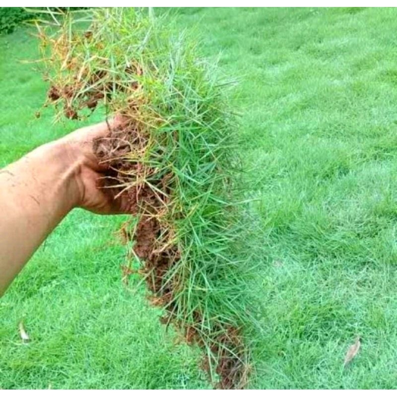 Tanaman rumput peking/jepang untuk taman minimalis, makam/kuburan, indoor/outdoor UK 40X40CM