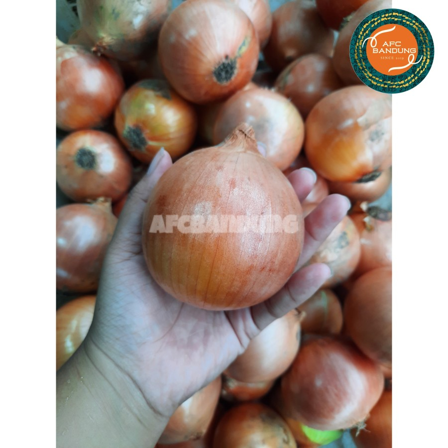 

Bawang Bombay BESAR 500gr Cocok untuk Onion Ring