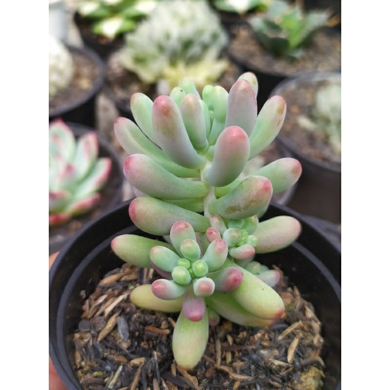 sedum alantoides merah kaktus Sukulen tanaman hias
