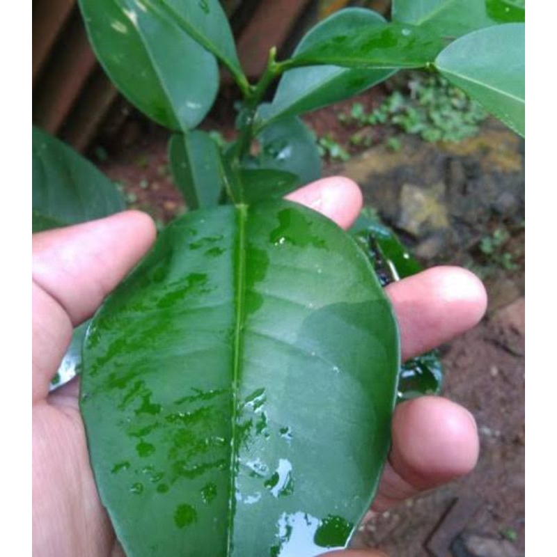 

Daun jeruk bali berat 100g untuk obat herbal