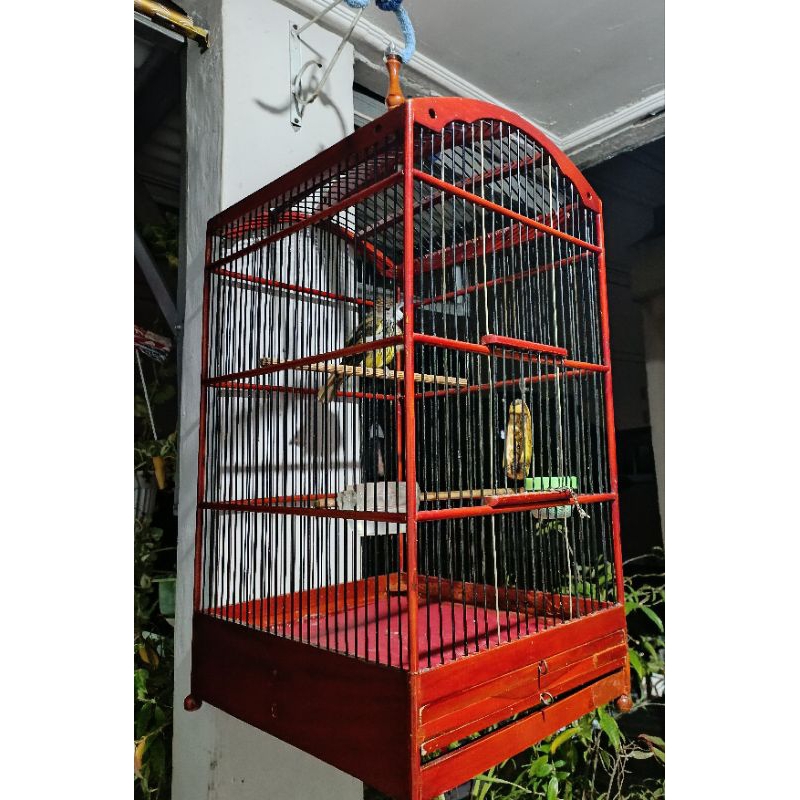 burung cucak jenggot jawa